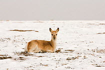 Tibetan gazelle ( Procapra picticaudata) in snow, Sanjiangyuan, Qinghai, China, Decemeber