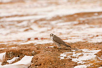 Saker falcon (Falco cherrug) on snowy ground, Sanjiangyuan, Qinghai, China, Decemeber