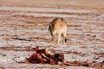 Grey wolf (Canis lupus) approaching a Tibetan antelope (Pantholops hodgsoni) carcass, Qinghai, China, December