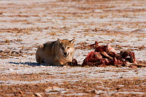Grey wolf (Canis lupus) snarling, at a Tibetan antelope (Pantholops hodgsoni) carcass, Qinghai, China, December