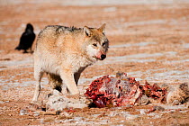 Grey wolf (Canis lupus) at a Tibetan antelope (Pantholops hodgsonii) carcass, Qinghai, China, December