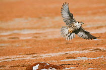 Saker falcon (Falco cherrug) in flight close to the ground, Kekexili, Qinhai, China, December.