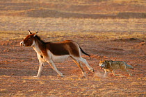 Grey wolf (Canis lupus) chasing a wounded tibetan wild ass (Equus kiang) Kekexili, Qinghai, China, December.