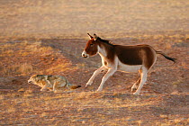 Grey wolf (Canis lupus) hunting a wounded tibetan wild ass (Equus kiang) Kekexili, Qinghai, China, December.