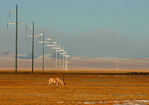 Tibetan antelope (Pantholops hodgsonii) near to overhead power lines, Kekexili, Qinghai, China, December