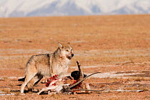 Grey wolf (Canis lupus) at  Tibetan antelope carcass (Pantholops hodgsonii) Kekexili, Qinghai, China, December