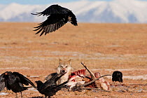 Grey wolf (Canis lupus) and ravens (Corvax corvax)  scavenging a Tibetan antelope (Pantholops hodgsonii) carcass, Kekexili, Qinghai, China, December