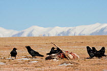 Ravens (Corvax corax) scavenging a Tibetan antelope (Pantholops hodgsonii) carcass, Kekexili, Qinghai, China, December