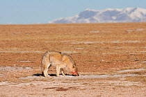 Grey wolf, (Canis lupus) eating snow, with blood on its face from feeding, Kekexili, Qinghai, China, December