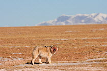 Grey wolf (Canis lupus) with blood on its face from feeding on a carcass, Kekexili, Qinghai, China, December