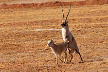 Tibetan antelope (Pantholops hodgsoni) attempting to mount female, Kekexili, Qinghai, China, December