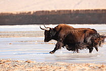 Wild yak (Bos mutus) running on snow, Qinghai, China, December