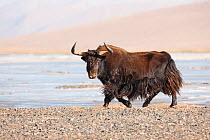 Wild yak (Bos mutus) portrait with snow in background, Qinghai, China, December