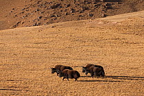 Wild yaks (Bos mutus) small group, Tibetan Plateau, Qinghai, China, December