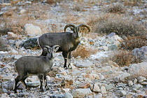 Mountain blue sheep / bharal / naur (Pseudois nayaur) standing on rocky ground, Kekexili
