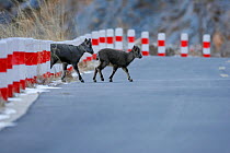 Mountain blue sheep / bharal / naur (Pseudois nayaur) crossing a road, Kekexili, Qinghai, Tibetan plateau, China, Decemebr