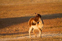 Kiang / Tibetan ass (Equus kiang) Kekexili, Qinghai, Tibetan plateau, China, December