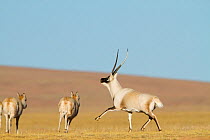 Tibetan antelope (Pantholops hodgsoni) male chasing females, Kekexili, Qinghai, Tibetan plateau, China, December