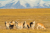 Tibetan antelope (Pantholops hodgsoni) herd, Kekexili, Qinghai, Tibetan Plateau, China, December.