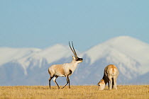 Tibetan antelope (Pantholops hodgsoni) male with female, grazing, Kekexili, Qinghai, Tibetan Plateau, China, December