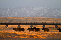 Herd of yak (Bos mutus) walking alongside a motorway, Kekexili, Qinghai, Tibetan Plateau, China, December