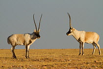 Tibetan antelope (Pantholops hodgsoni), two males, Kekexili, Qinghai, Tibetan Plateau, China, December