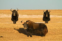 Wild yak (Bos mutus) group, Kekexili, Qinghai, Tibetan Plateau, China, December