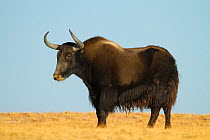 Wild yak (Bos mutus) Kekexili, Qinghai, Tibetan Plateau, China, December