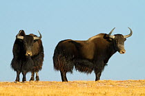 Wild yak (Bos mutus) Kekexili, Qinghai, Tibetan Plateau, China, December