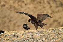 Cinereous vulture (Aegypius monachus) with common raven (Corvus corax) Kekexili, Qinghai, Tibetan Plateau, China, December