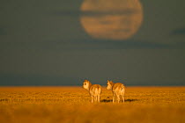 Tibetan antelopes (Pantholops hodgsoni) in the morning with a low moon, Kekexili, Qinghai, Tibetan Plateau, China, January