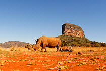 White rhinoceros (Ceratotherium simum) mother browsing and calf resting, Entabeni Safari Conservancy, Limpopo region, Waterberg, South Africa, October