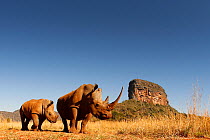 White rhinoceros (Ceratotherium simum) mother and calf browsing. Entabeni Safari Conservancy, Limpopo region, Waterberg, South Africa, October