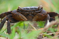 Land Crab (Neosarmatium africanum) portrait. St Lucia, Indian Ocean coast, eastern South Africa.