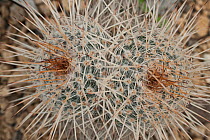 Fishhook Cactus (Mamillaria parkinsonii). Northern Mexico.