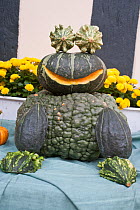 Frog made out of green pumpkins (Cucurbita), Curcurbitaceae. Pumpkin fair. Lower Saxony, Germany, September.