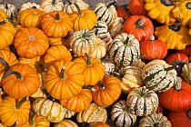 Various types of  Pumpkins at Pumpkin fair. Lower Saxony, Germany, September.