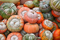 Turk's turban pumpkins at  Pumpkin fair. Lower Saxony, Germany, September.