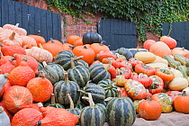 Pumpkins of various types at Pumpkin fair. Lower Saxony, Germany, September.