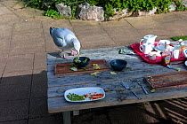 Seagull (Laridae) scavenging from picnic table, Exmouth, Devon, October 2012.