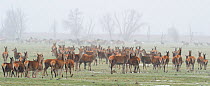 * PANORAMIC CROP OF REPEAT Red deer (Cervus elaphus) herd standing infront of herd of Konik horses (Equus ferus caballus) a relative of the wild Tarpan horse, Oostvardersplassen Nature Reserve, The Ne...