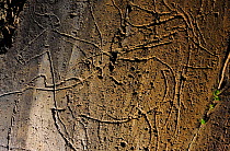 * REPEAT Rock engravings in the Coa valley archaeological reserve, near the Faia Brava reserve and Rewilding Europe area, Portugal