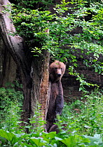 Eurasian brown bear (Ursus arctos arctos) at a bear watching site in Sinca Noua, Piatra Craiului National Park, Southern Carpathians, Rewilding Europe site, Romania