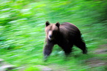 Eurasian brown bear (Ursus arctos arctos) blurred motion image, at a bear watching site in Sinca Noua, Piatra Craiului National Park, Southern Carpathians, Rewilding Europe site, Romania
