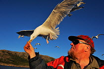 Ole-Martin, the Eagle man, feeding sea gull at coast, Flatanger, Norway July 2010