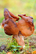 Fungus (Gyromitra ambigua) closely related to False morel (Gyromitra esculenta), Ulvsbomuren, Bergslagen, Sweden
