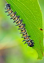 Mopane moth caterpillar (Gonimbrasia belina) on leaf, Hwange National Park, Zimbabwe