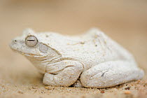 African Foamnest frog (Chiromantis rufescens), Hwange N P, Zimbabwe