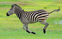 RF- Common zebra (Equus quagga) running profile, Hwange National Park, Zimbabwe. (This image may be licensed either as rights managed or royalty free.)