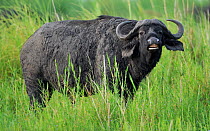 Cape buffalo (Syncerus caffer), possibly doing flehmen response, Chobe National Park, Botswana